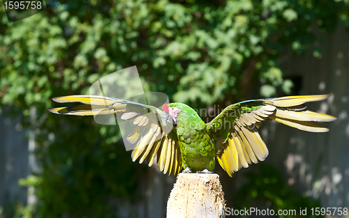 Image of Green Parrot