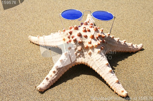 Image of Groovy Starfish