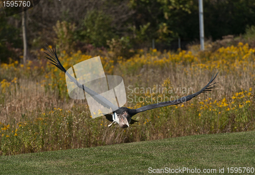 Image of Marabou Stork