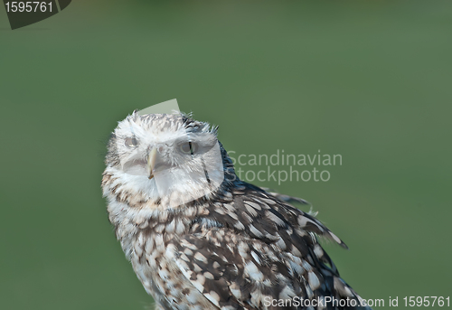 Image of Burrowing Owl