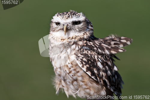 Image of Burrowing Owl