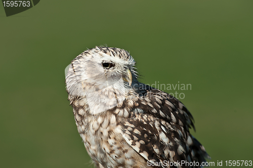 Image of Burrowing Owl