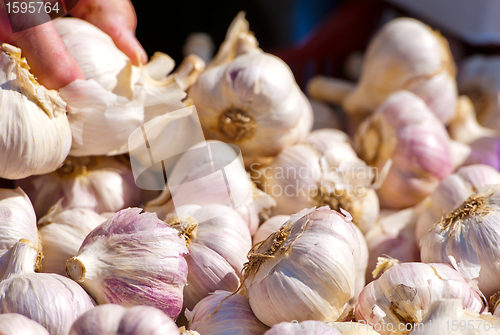 Image of Trying garlic bulb