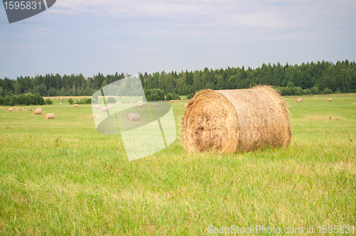 Image of Hay on the field