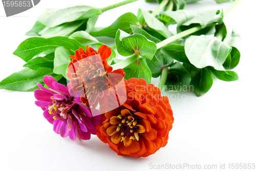 Image of Red Zinnias