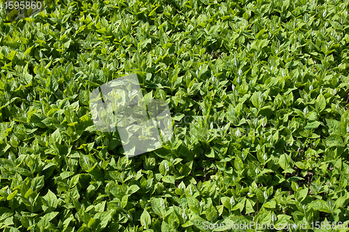 Image of green leaves