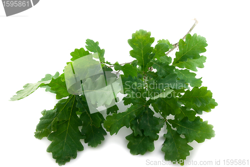 Image of Oak leaves