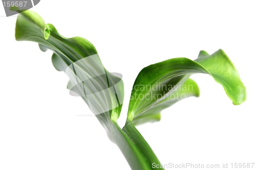 Image of Leaf