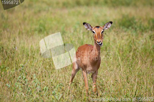 Image of impala in savanna