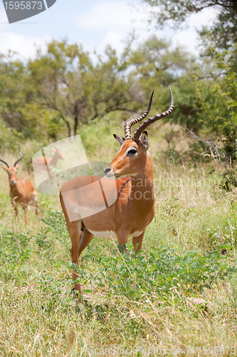 Image of impala in savanna