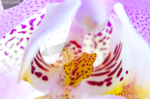 Image of pink orchid flower close-up