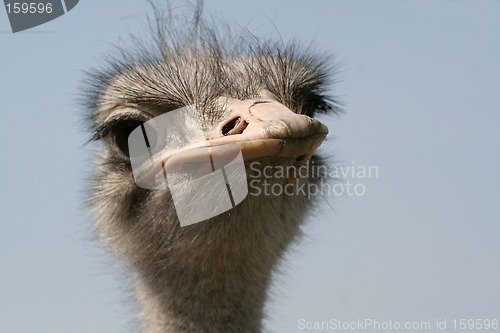 Image of Ostrich