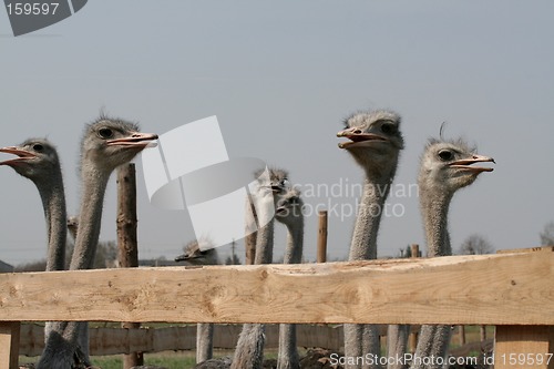 Image of Ostrich