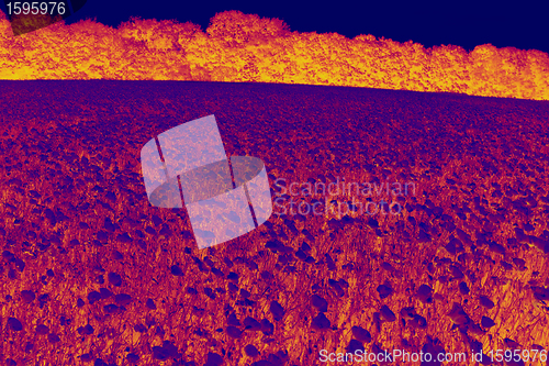 Image of fields of poppies in infrared