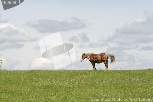 Image of Grassland scene