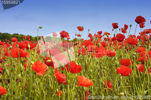 Image of fields of poppies