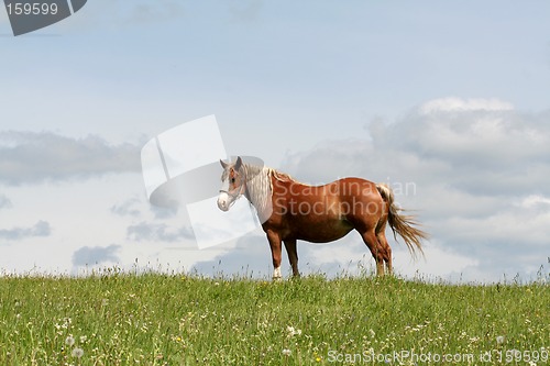 Image of Horse in a fieldq