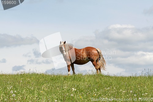 Image of Horse