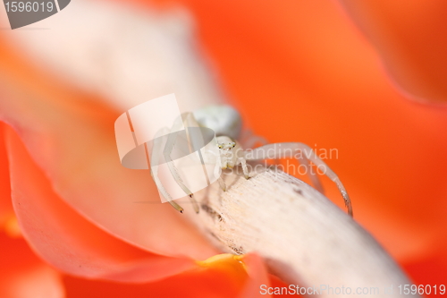 Image of Thomisus white spider on a rose orange