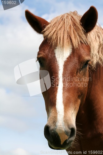 Image of Horse