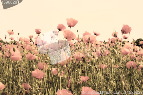 Image of old picture of poppy fields dusty pink color