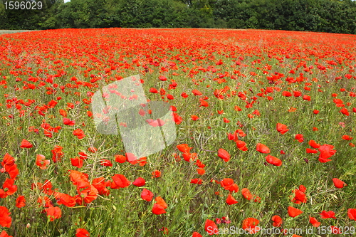 Image of Fields of poppies in spring in France