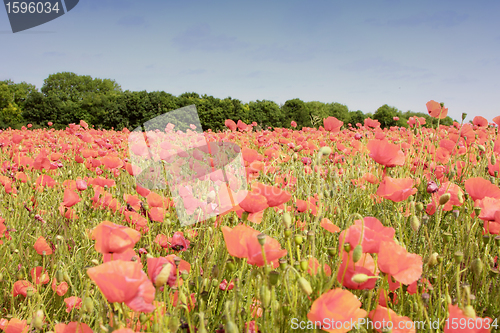 Image of field of poppies in rose color 