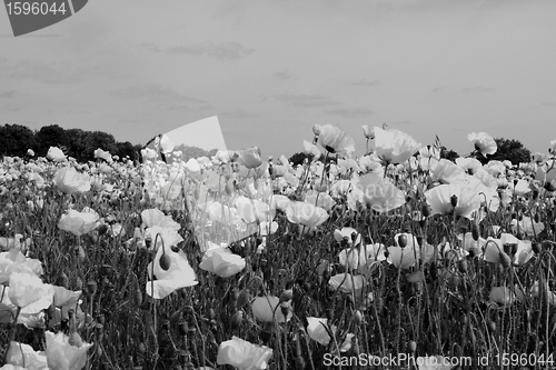 Image of field of poppies in black and white colors 