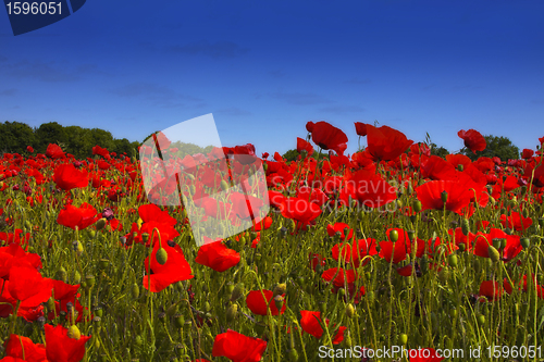 Image of fields of poppies