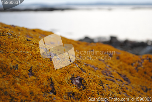 Image of Lichen