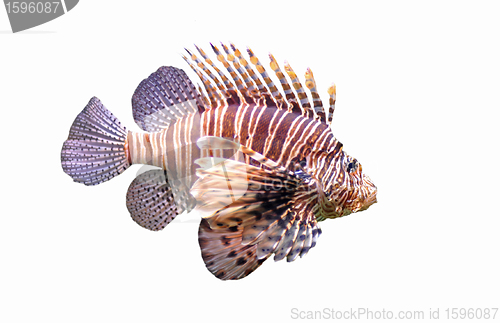 Image of Red lionfish