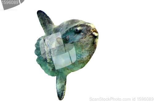 Image of Ocean Sunfish
