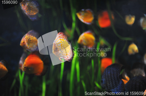Image of discus