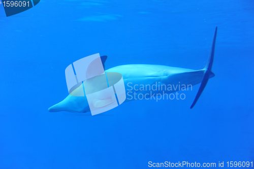 Image of dolphin