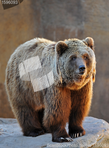 Image of Grizzly Bear Portrait