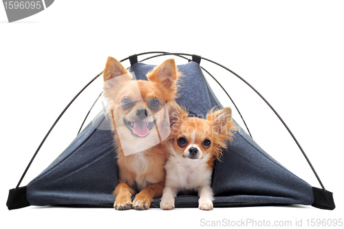 Image of puppy and adult chihuahuas in tent