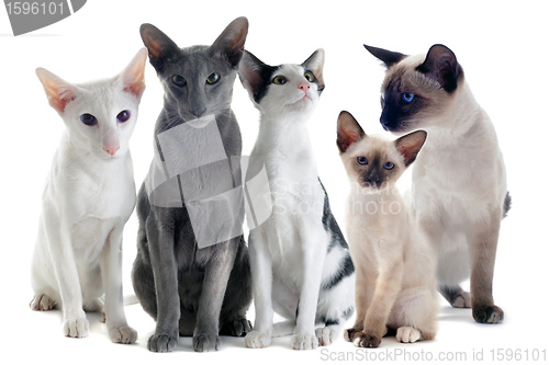 Image of oriental and siamese cats