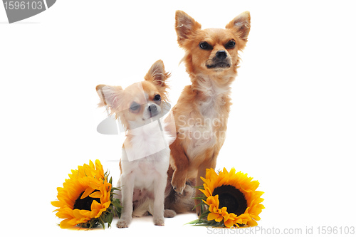 Image of  chihuahuas and sunflowers