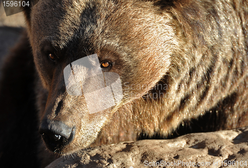 Image of Grizzly Bear Portrait