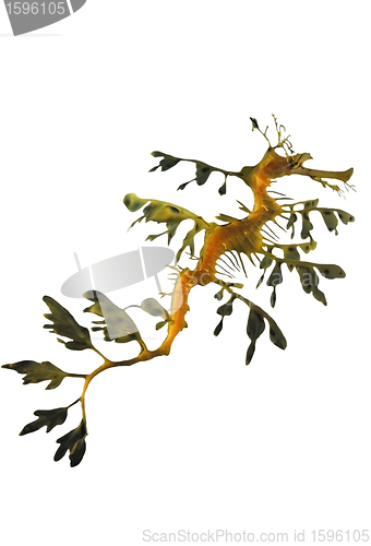 Image of Leafy Sea Dragon