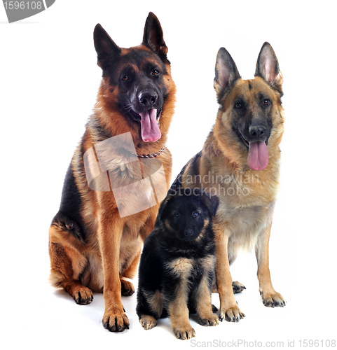 Image of german shepherds and puppy