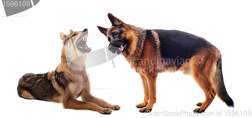 Image of two sheepdogs