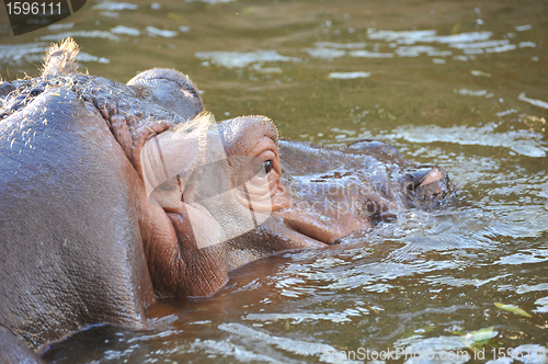 Image of hippopotamus