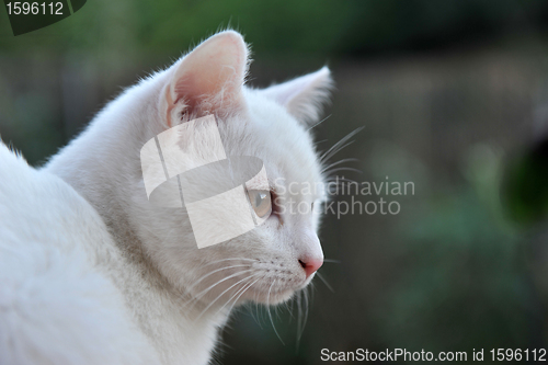 Image of white cat