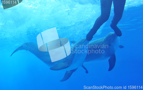 Image of dolphins playing with man