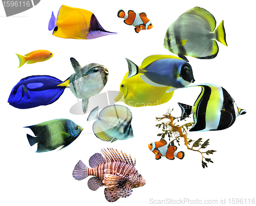 Image of group of fishes