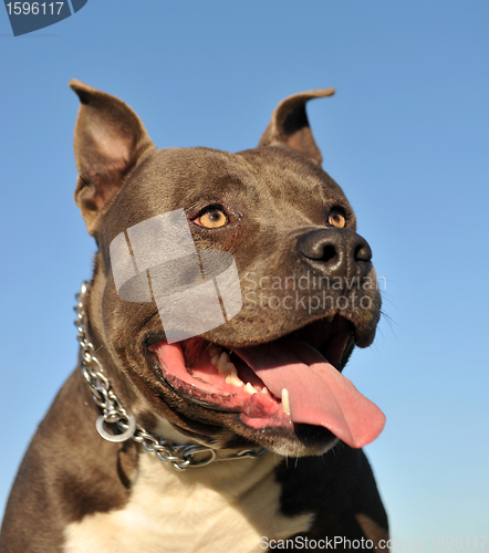 Image of American StaffordshireTerrier