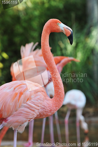 Image of Flamingo