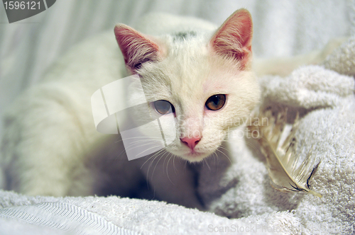 Image of white cat and feather