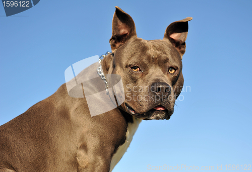 Image of American StaffordshireTerrier